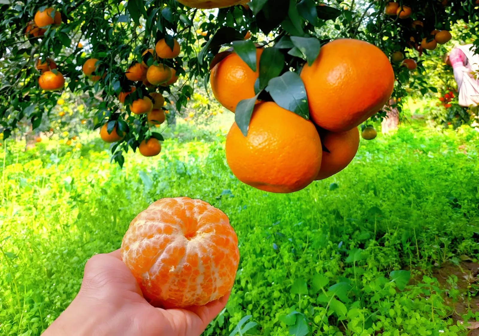 A freshly peeled Kinnow held beneath fruit-laden branches in the orchard