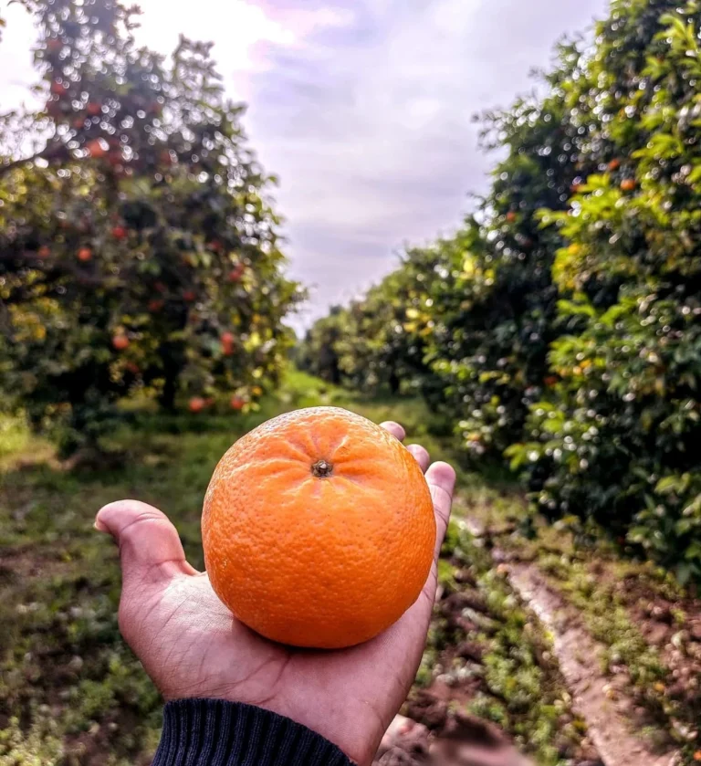 A freshly picked Kinnow held up in the orchard rows