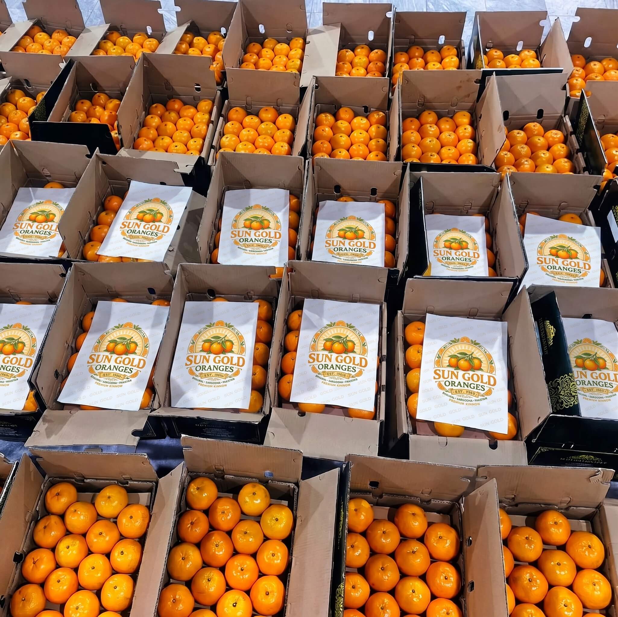 Rows of Sun Gold Kinnow gift boxes packed and branded for a corporate order