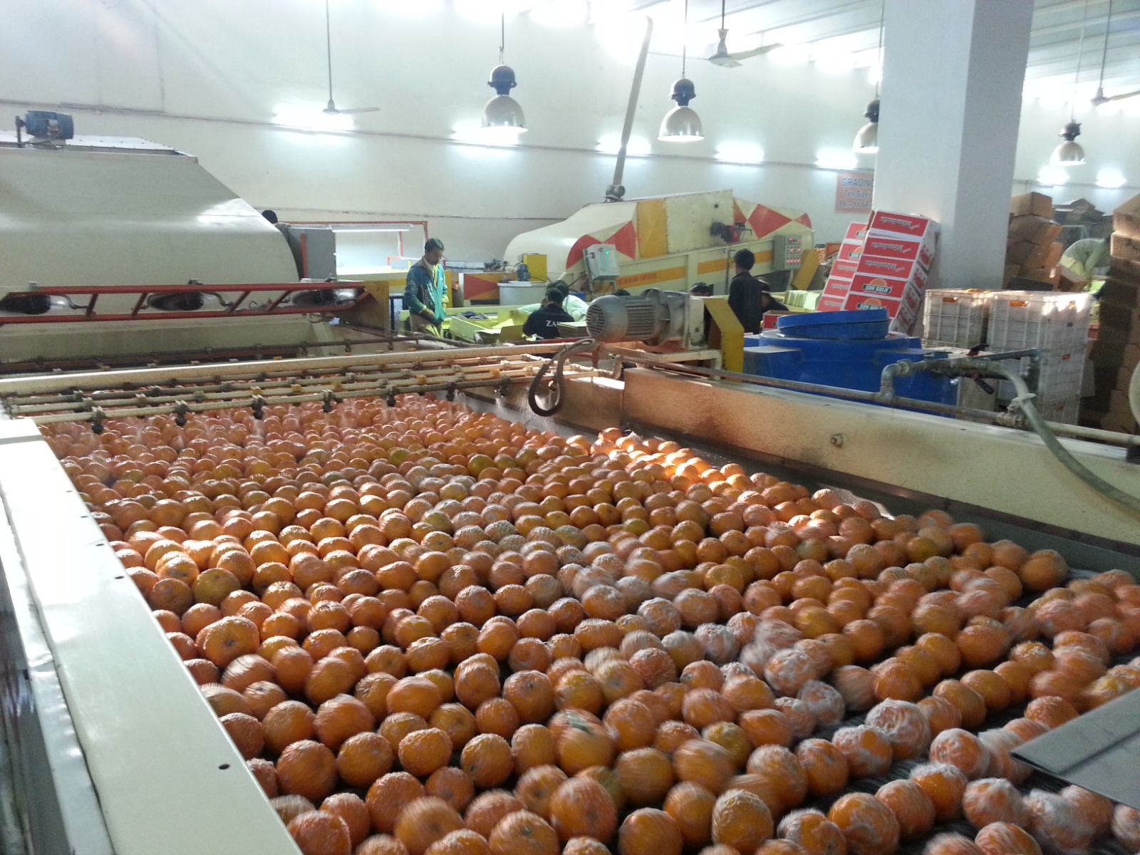 Kinnow being washed on the line at the Sun Gold processing facility