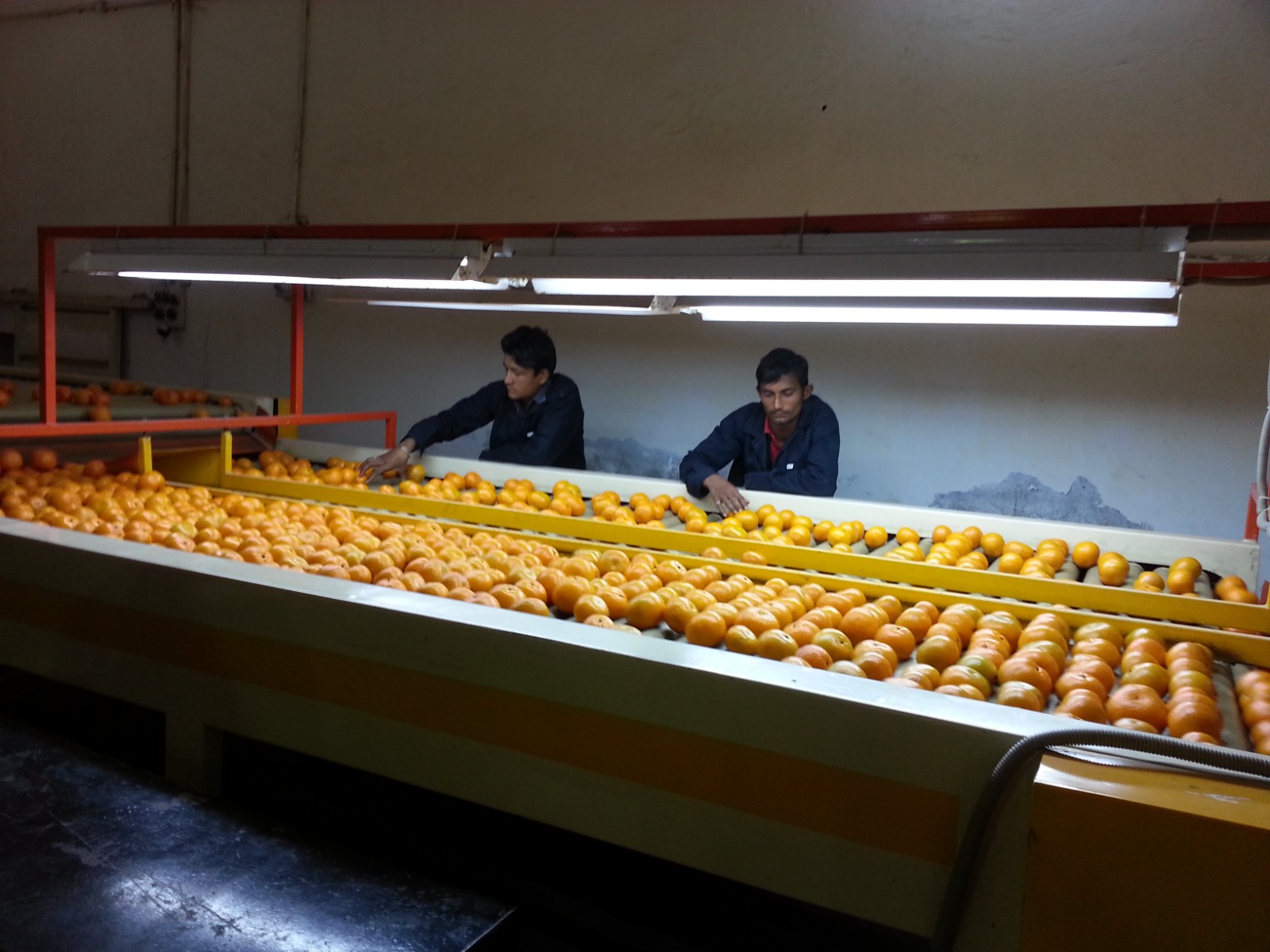 Workers inspecting Kinnow on the sorting belt and removing damaged fruit