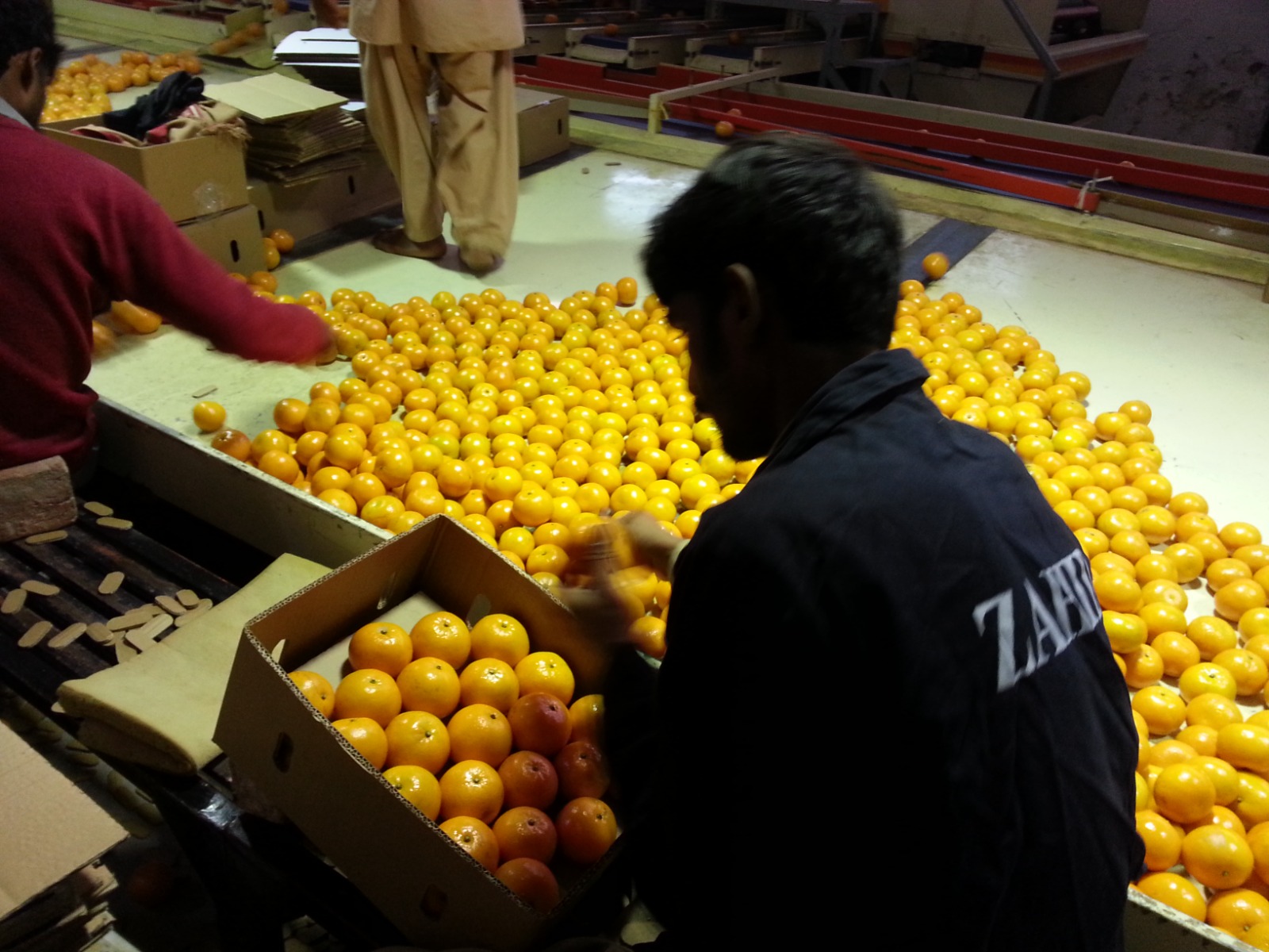 Graded Kinnow being hand-packed into export cartons