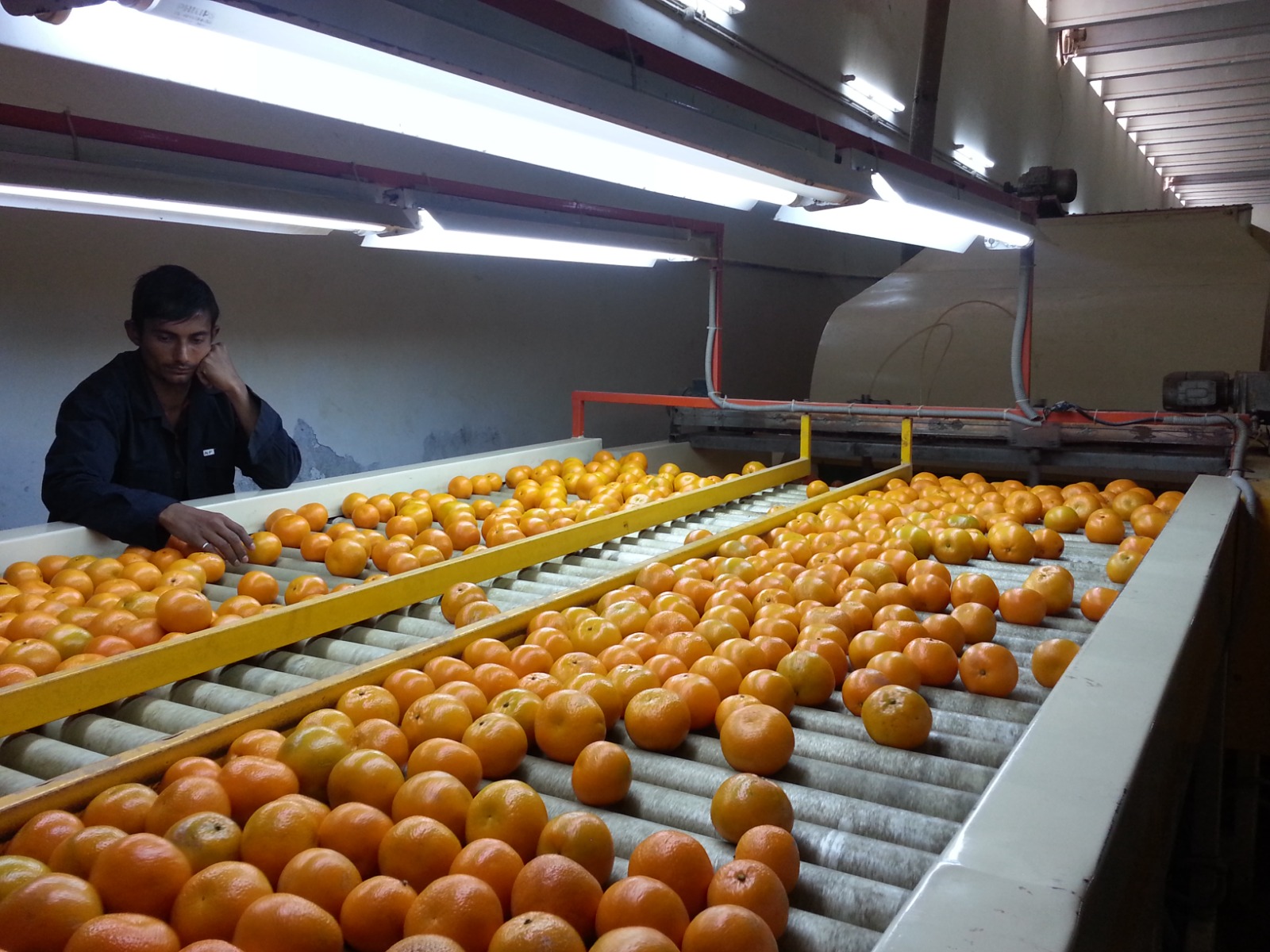 Kinnow being size-graded on the rollers at the Sun Gold facility