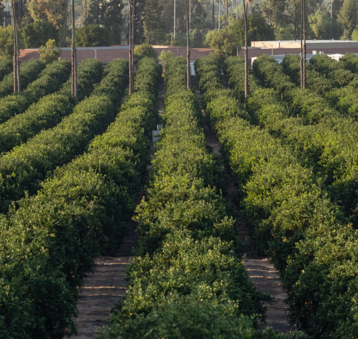 Rows of mature Kinnow trees across the Sun Gold orchard in Bhalwal, Sargodha